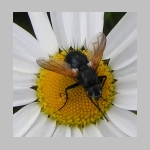 Zophomyia temula - Raupenfliege 01.jpg